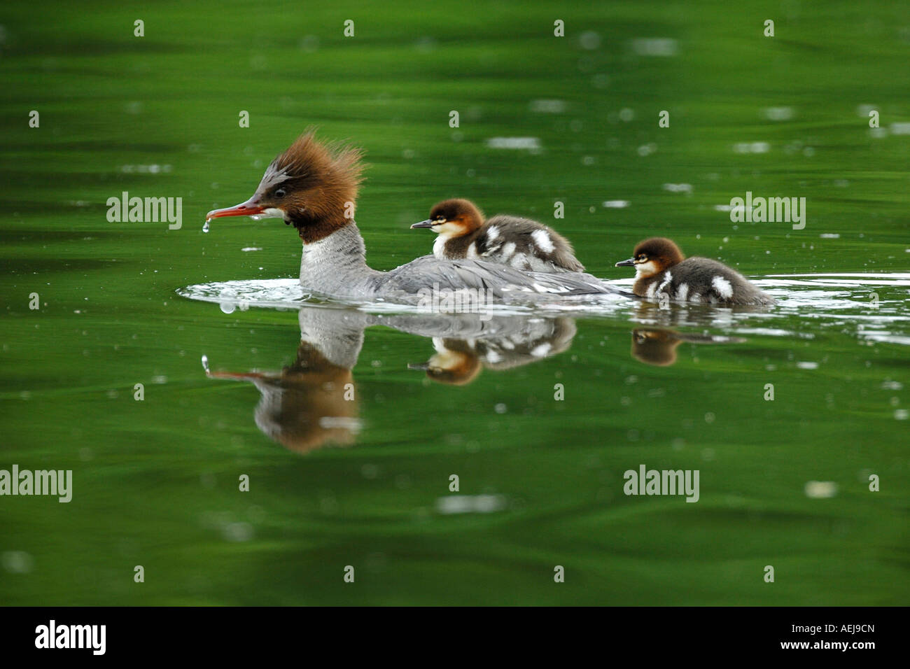 Comune (Merganser Mergus merganser), nuoto femmina con uccellini sul retro Foto Stock
