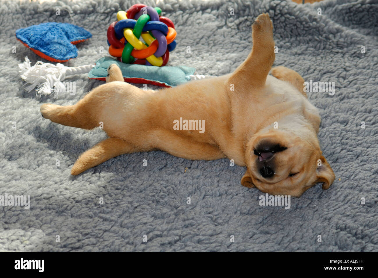 Sleeping cucciolo, giallo Labrador Retriever Foto Stock
