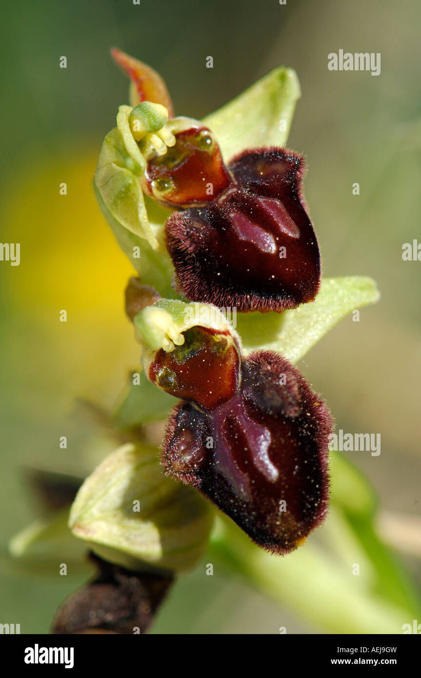 Inizio spider-ORCHIDEA (Ophrys sphegodes) Foto Stock