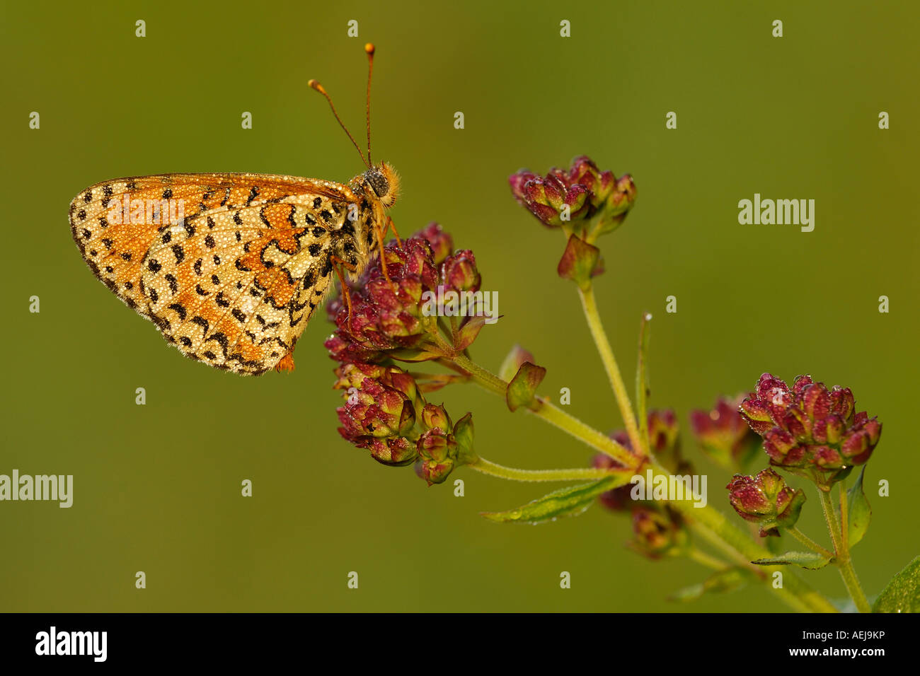 Brush-footed butterfly (Melitaea didyma) con dewdrops Foto Stock