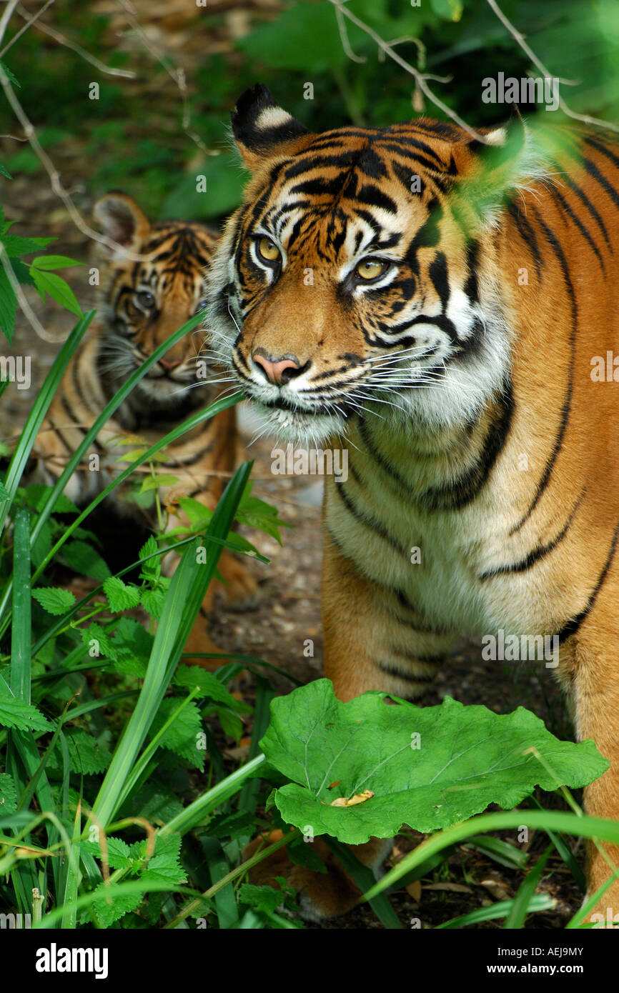 La tigre di Sumatra (Panthera tigris sumatrae), femmina con un cub Foto Stock
