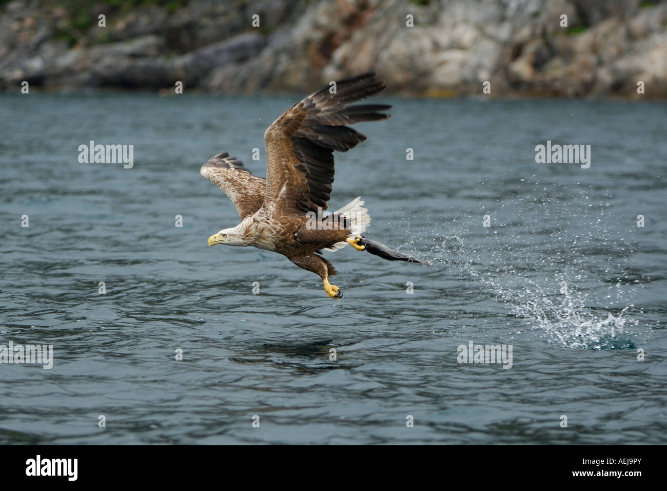 White-tailed eagle (Haliaeetus albicilla) caccia in midair Foto Stock