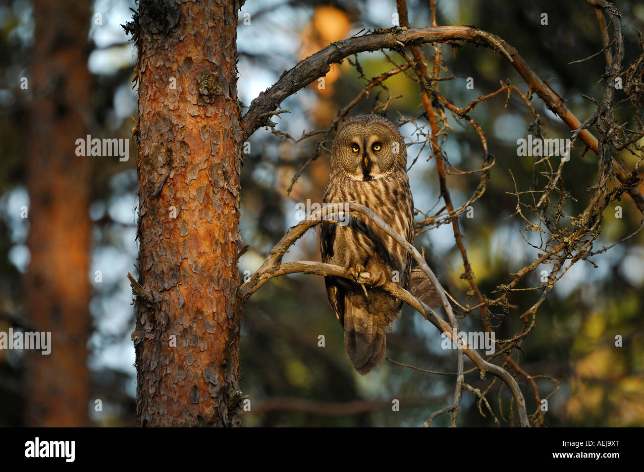 Grande Grigio Allocco (Strix nebulosa), la foresta di conifere Foto Stock