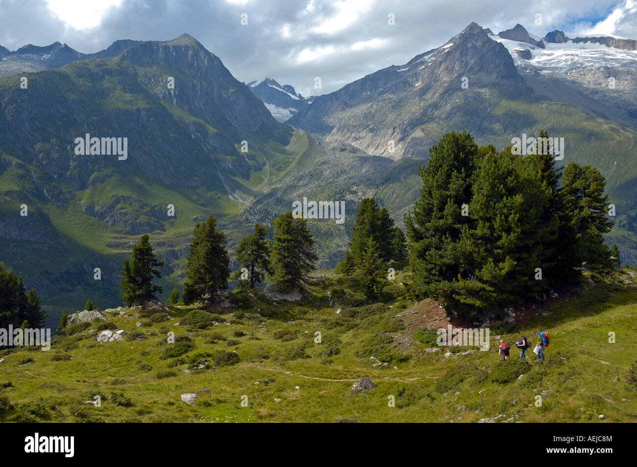 Foresta di Aletsch, Vallese, Svizzera, Europa Foto Stock