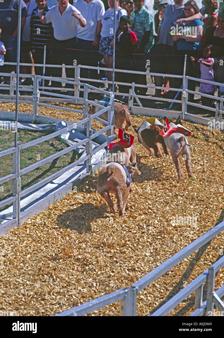 La famosa competizione di suini presso la Florida State Fair in Florida USA Foto Stock