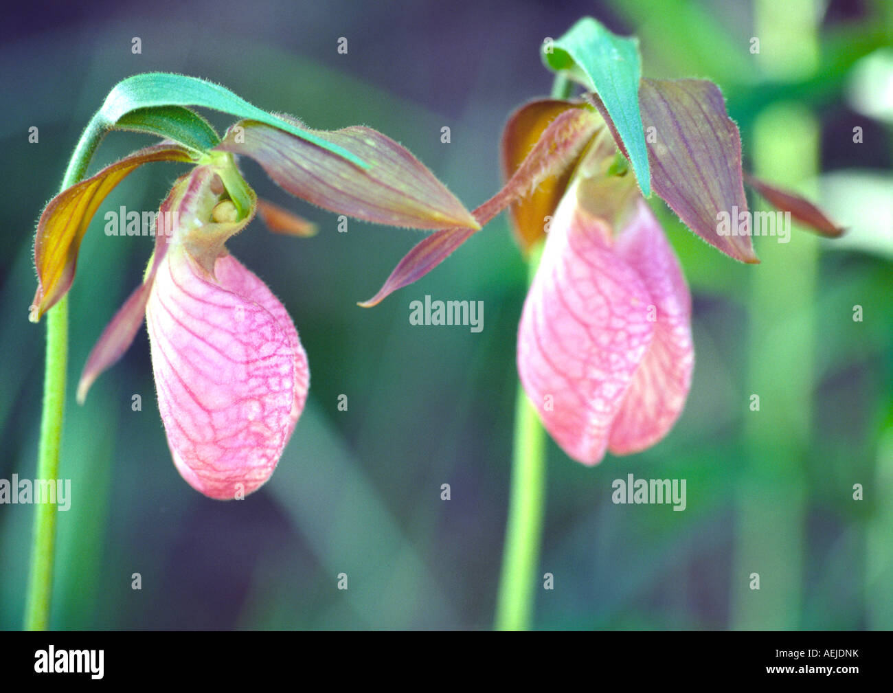 Rosa pianella della Madonna orchidee Foto Stock