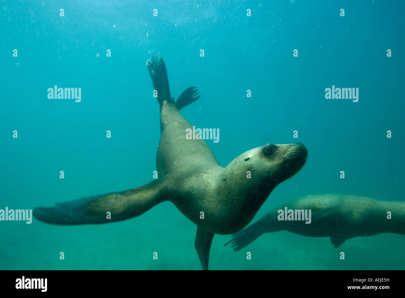 Argentina Chubut provincia Puerto Piramedes vista subacquea di leoni marini del sud Foto Stock