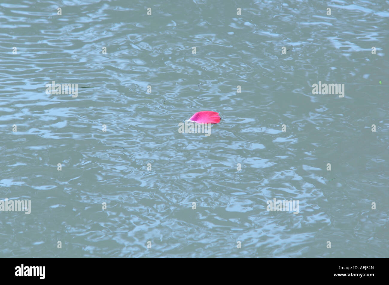 Singolo petalo di rosa in acqua Foto Stock