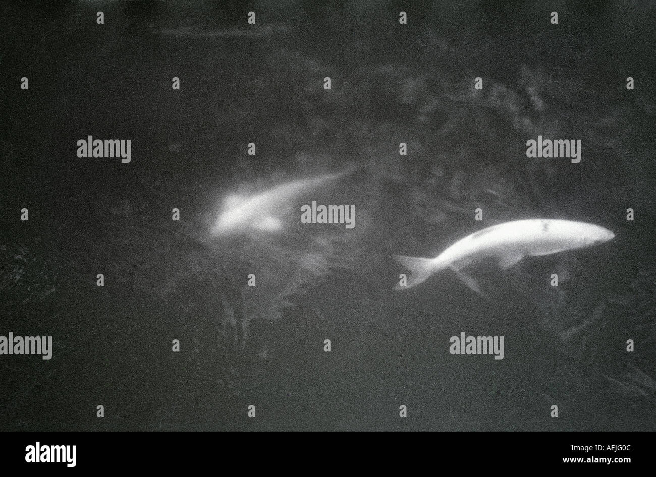 Negozio di animali Foto Stock