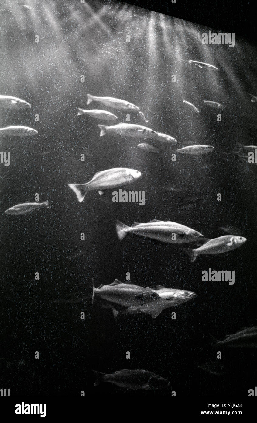 Acquario Foto Stock