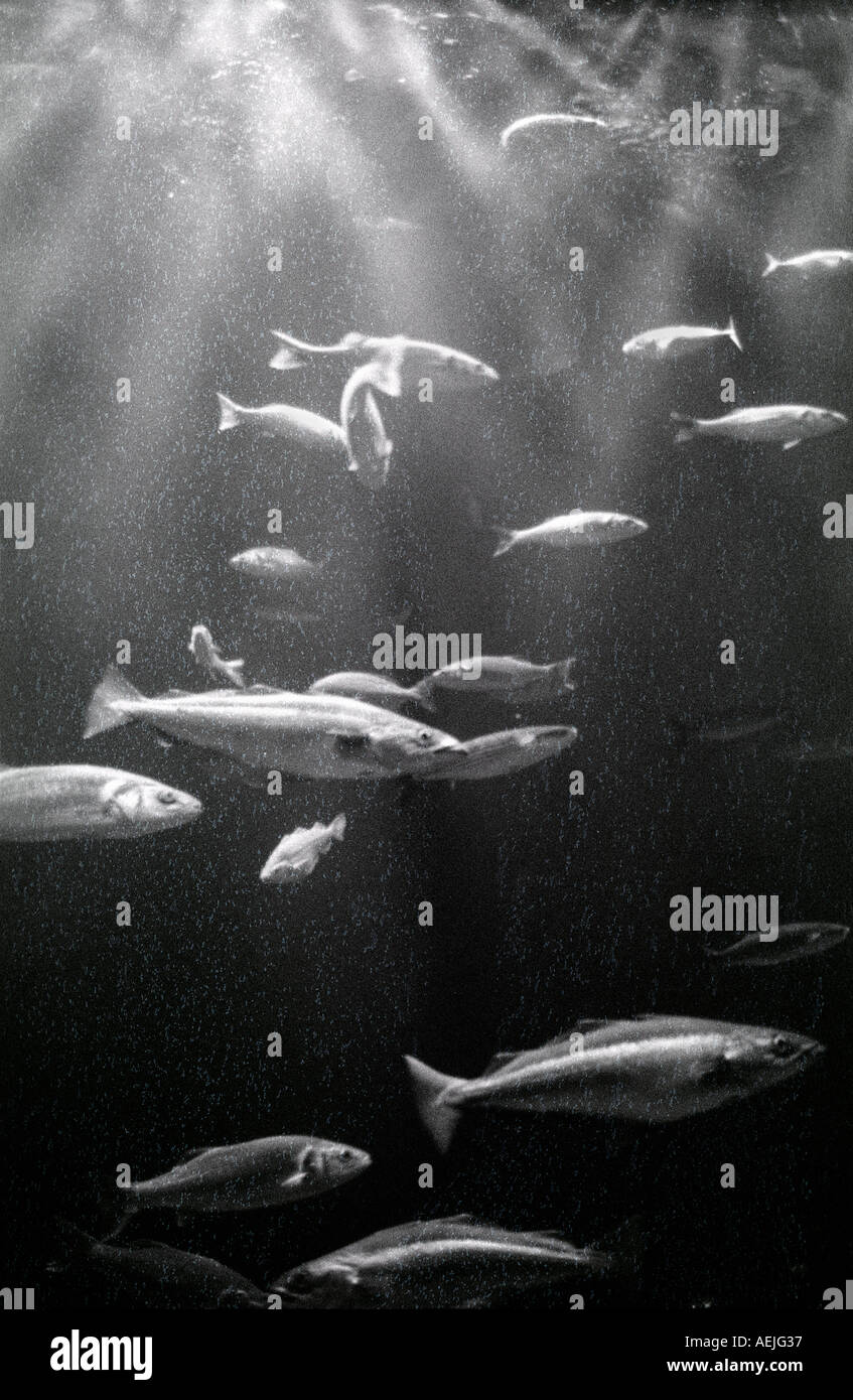 Acquario Foto Stock