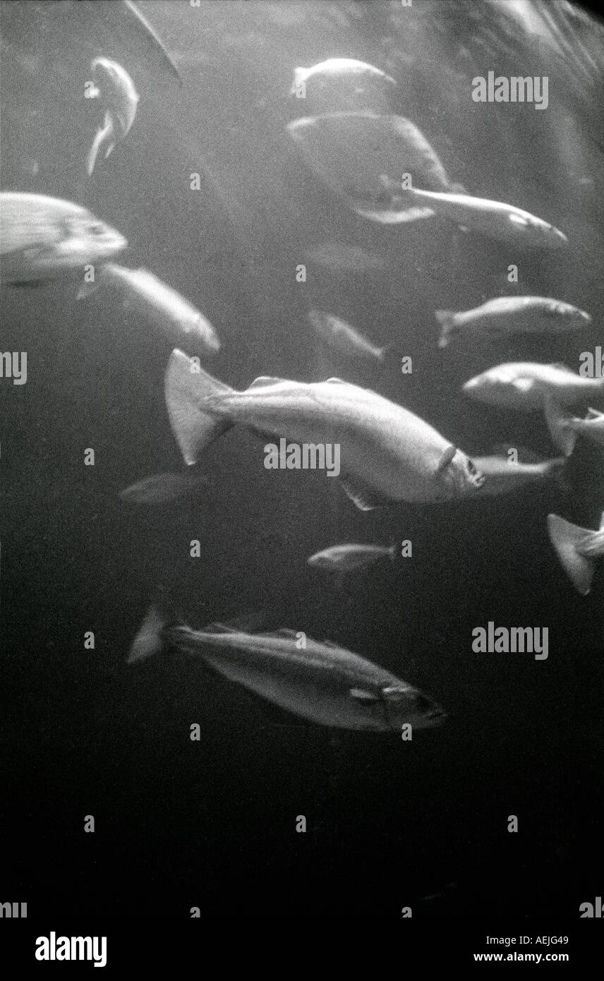 Acquario Foto Stock