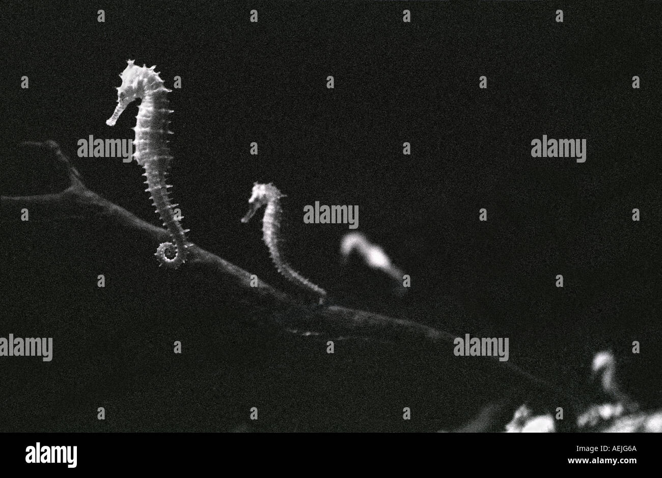 Tre cavalli di mare Foto Stock