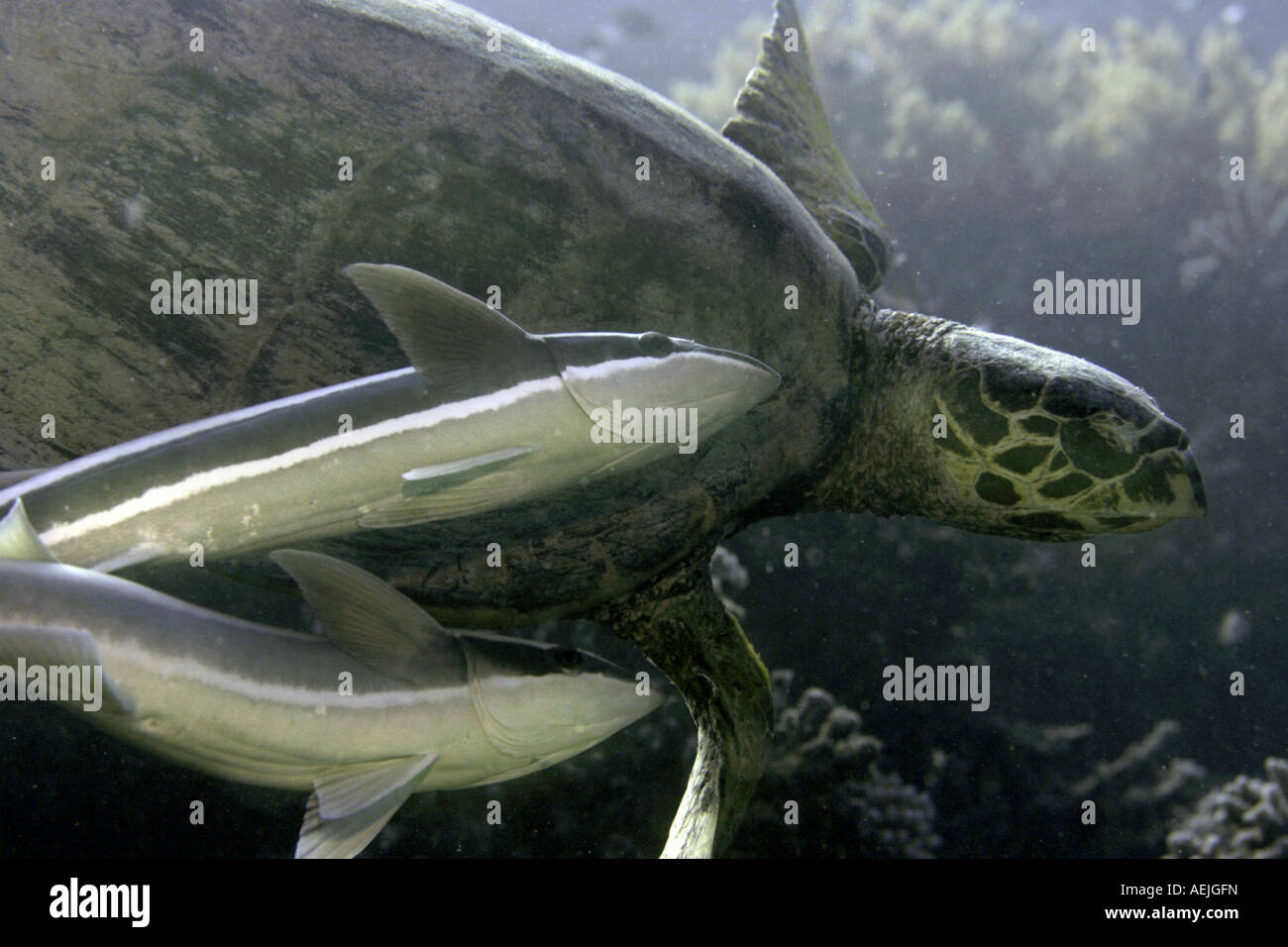 Sharksuckers, Echeneis naucrates, nuoto con tartarughe, Mar Rosso. Foto Stock