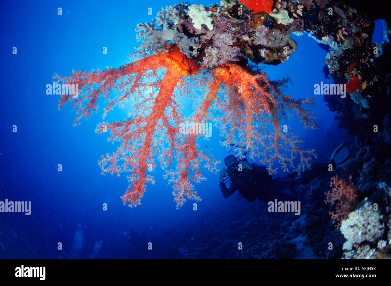 Softcoral subacqueo Foto Stock
