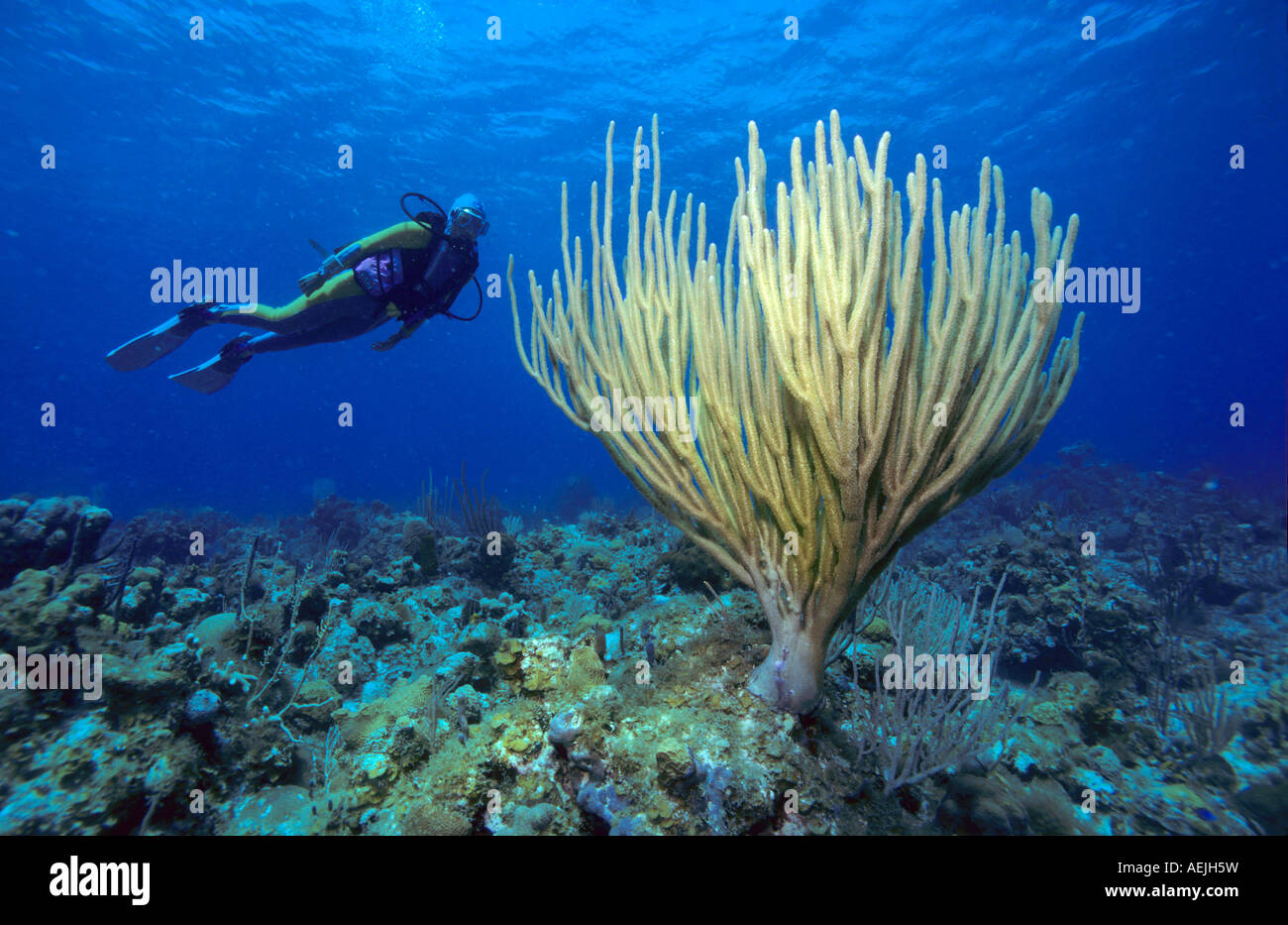 Sommozzatore swimms dietro un grande soft coral, dei Caraibi. Foto Stock