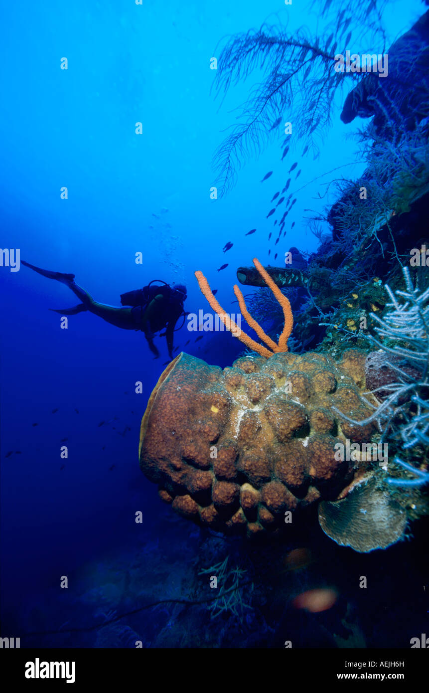 Sommozzatore in una barriera corallina dietro una canna gigante, spugna Xestospongia "testudinaria. Foto Stock