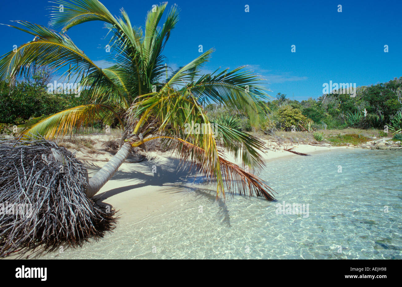 North Sound beach grande uccello isola dei Caraibi Antigua Foto Stock