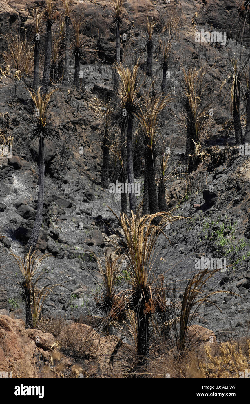 Palmeti bruciato durante il 2007 gli incendi boschivi, Gran Canaria Isole Canarie, Spagna Foto Stock