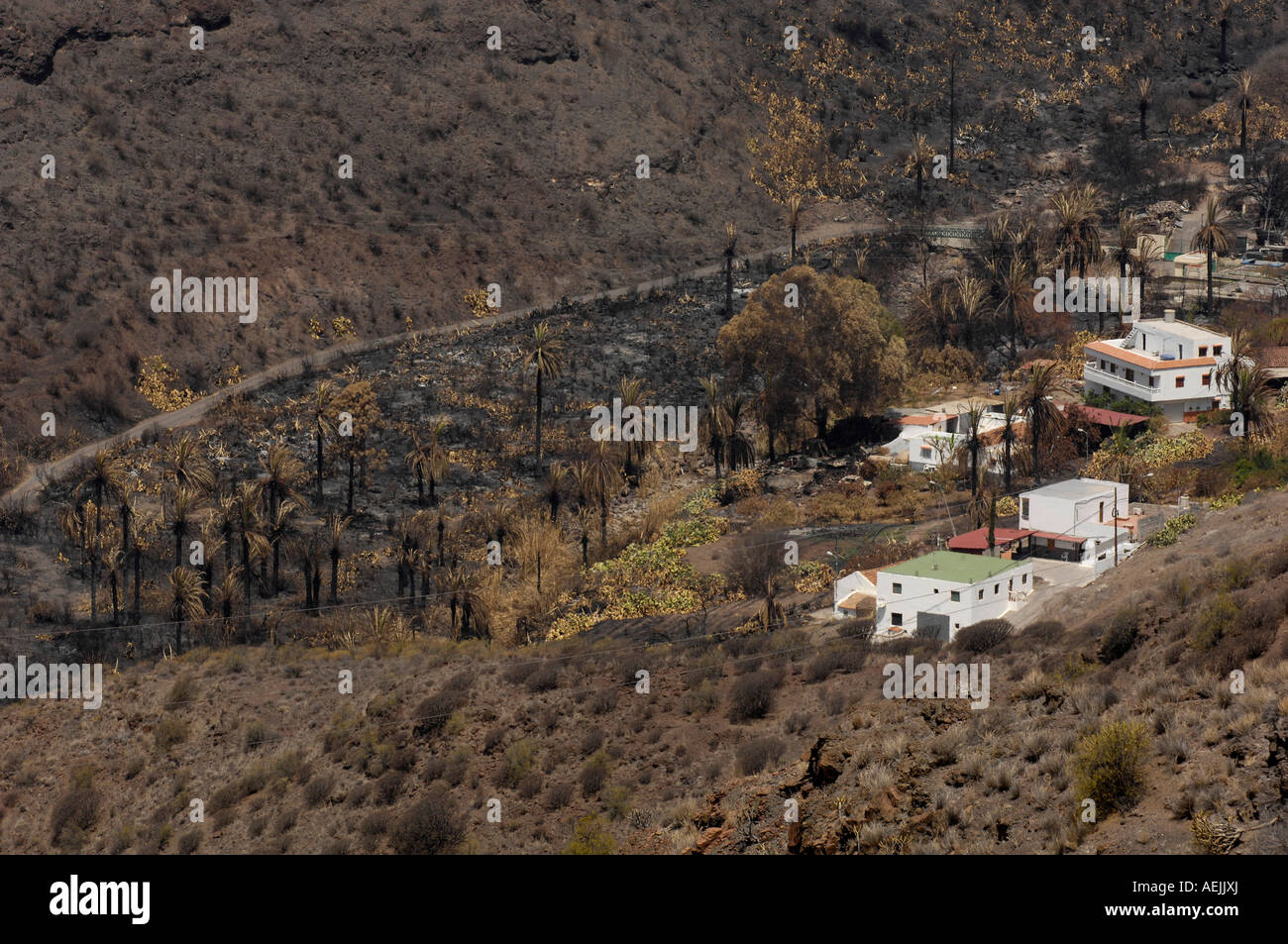Palmeti bruciato durante il 2007 gli incendi boschivi, Gran Canaria Isole Canarie, Spagna Foto Stock