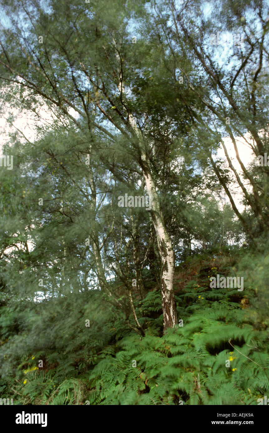 Cheshire maggiore bosco di Poynton felci soffiando nel vento Foto Stock