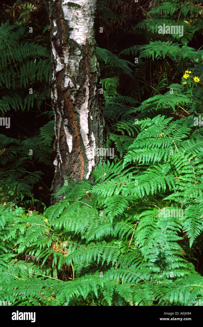 Cheshire Poynton superiore argento betulla crescendo attraverso felci Foto Stock