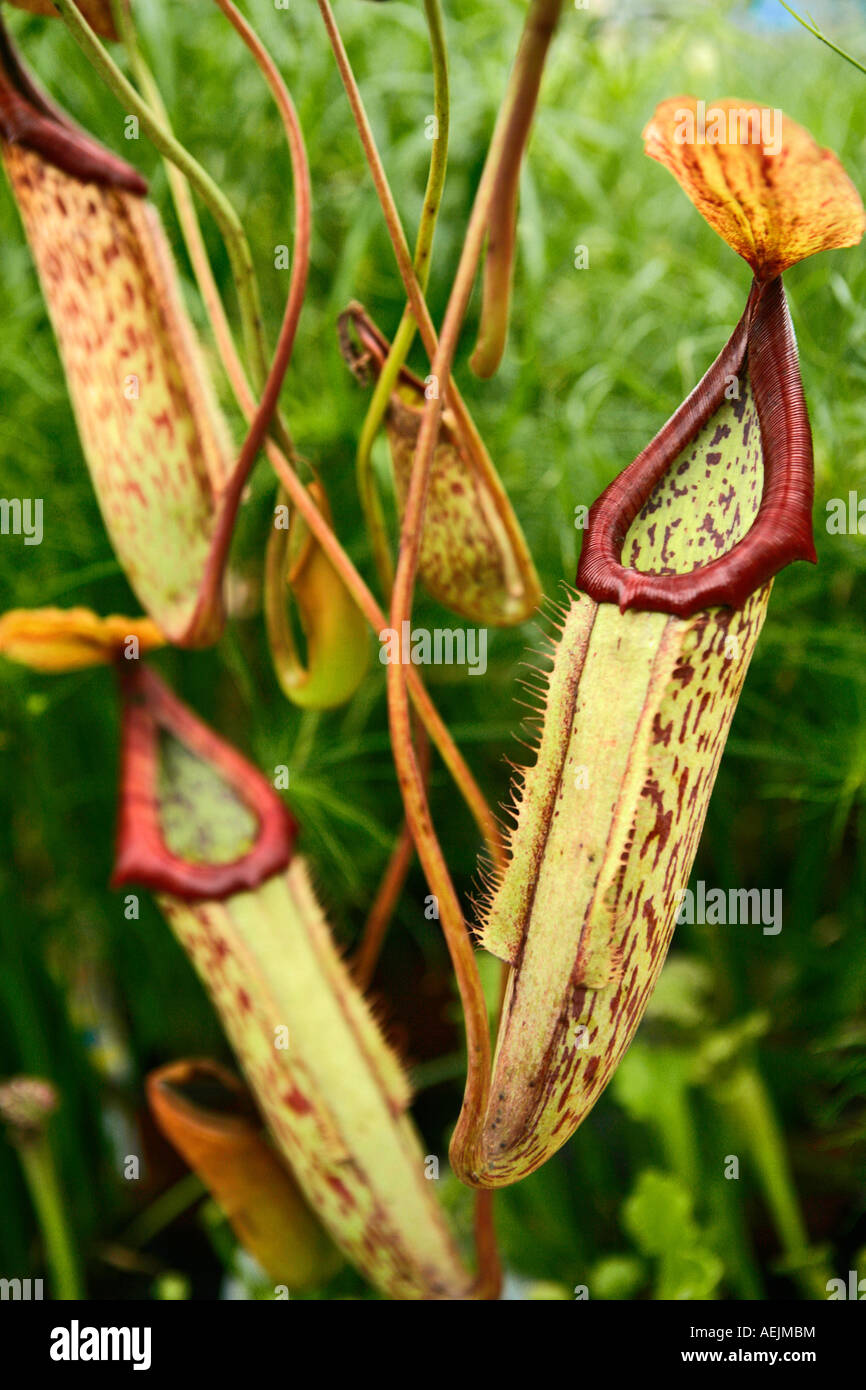 Nepenthes, pianta carnivora Foto Stock