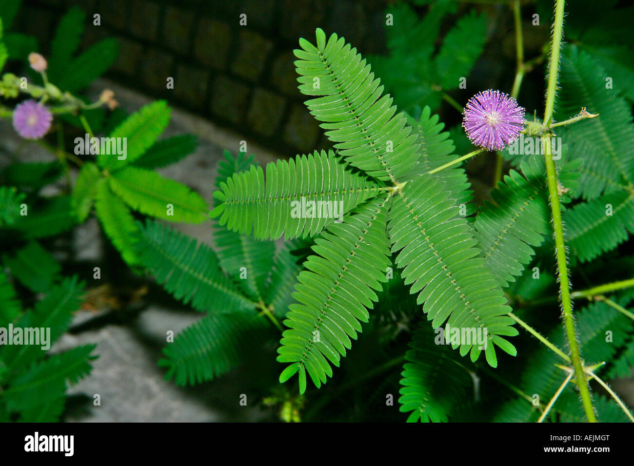 La Mimosa fiore e foglie Foto Stock