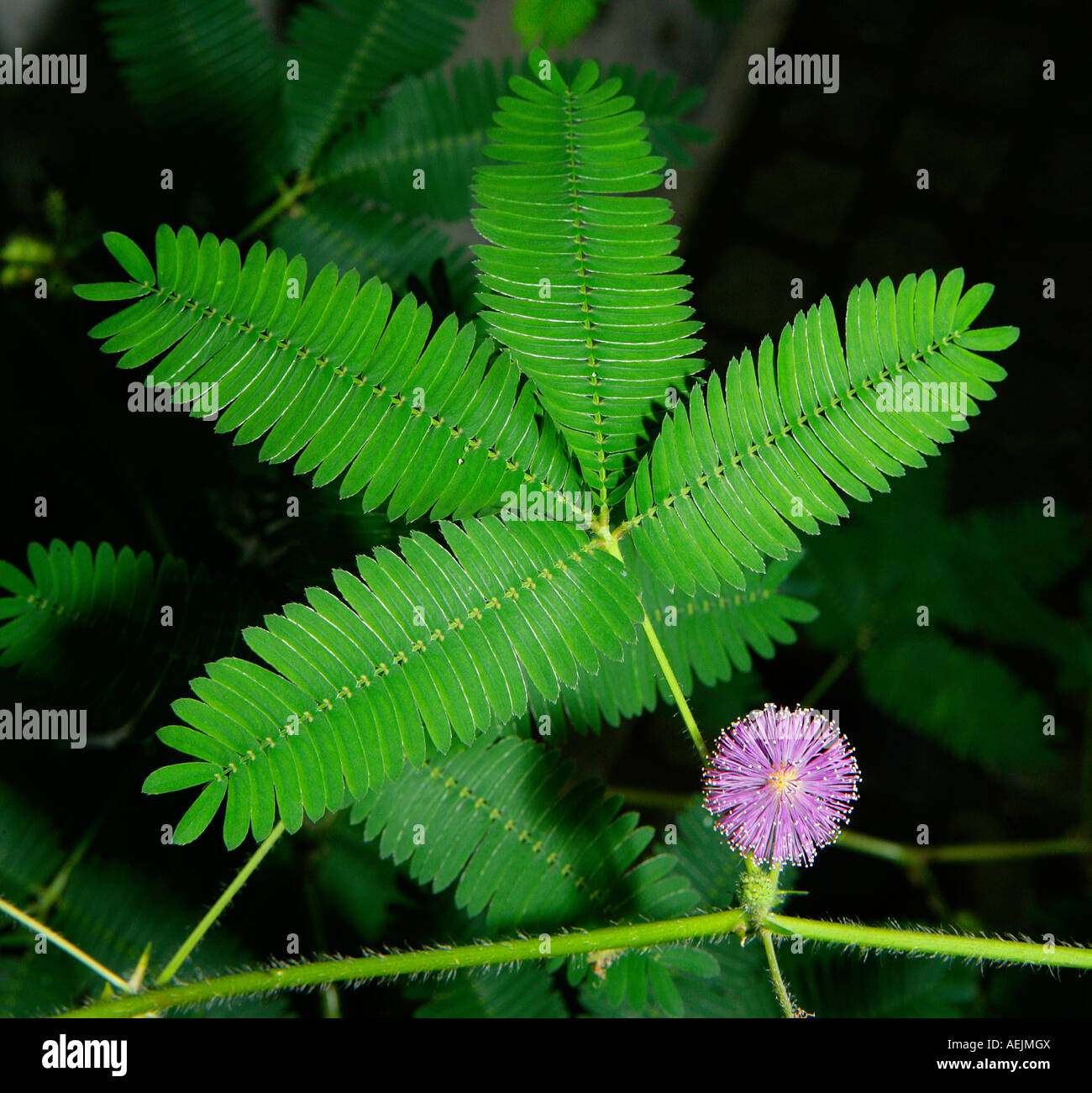 La Mimosa fiore e foglie Foto Stock