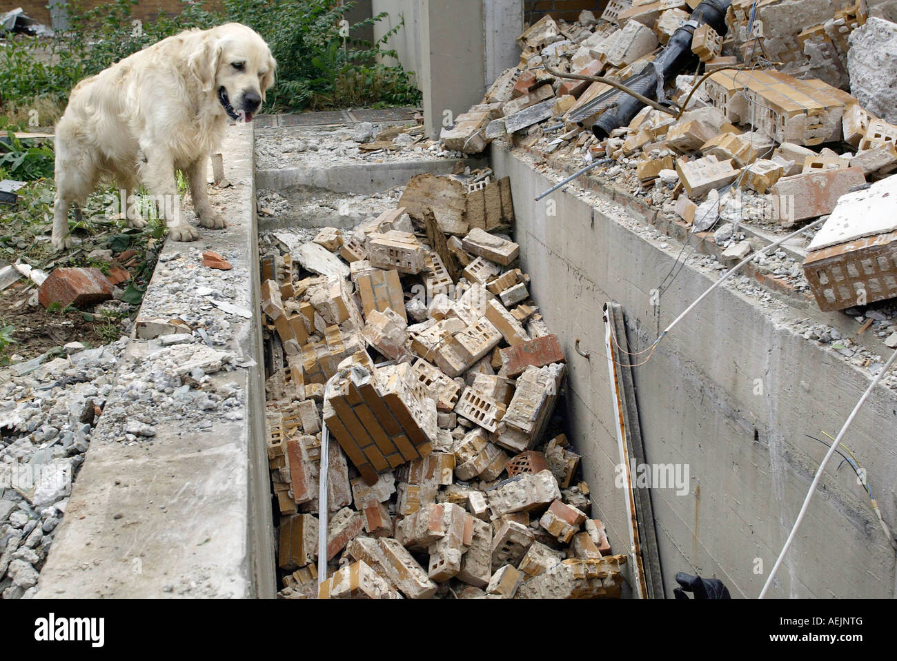 Cani da salvataggio a un addestramento realistico in rovina Foto Stock
