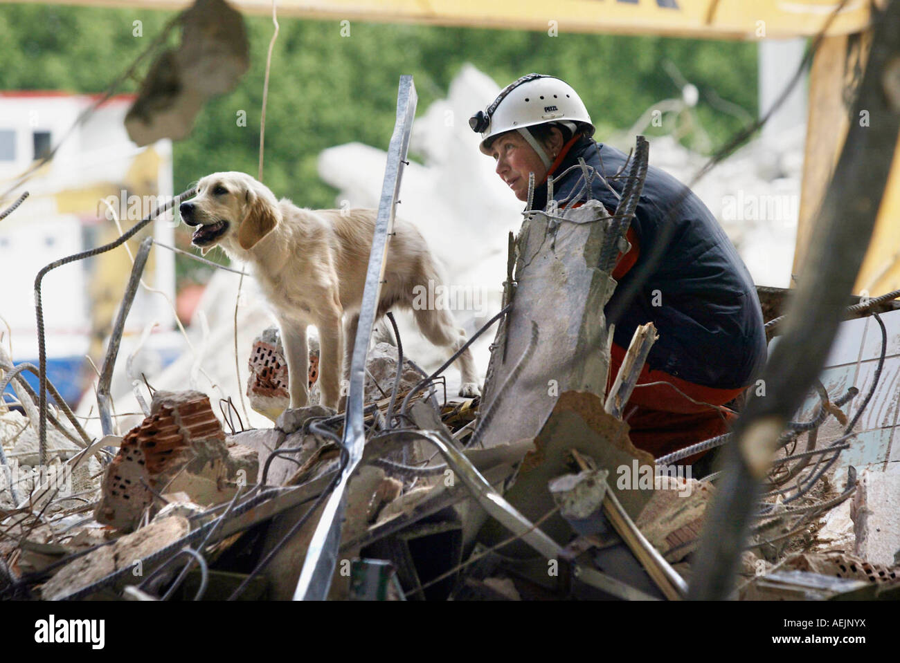 Cani da salvataggio a un addestramento realistico in rovina Foto Stock