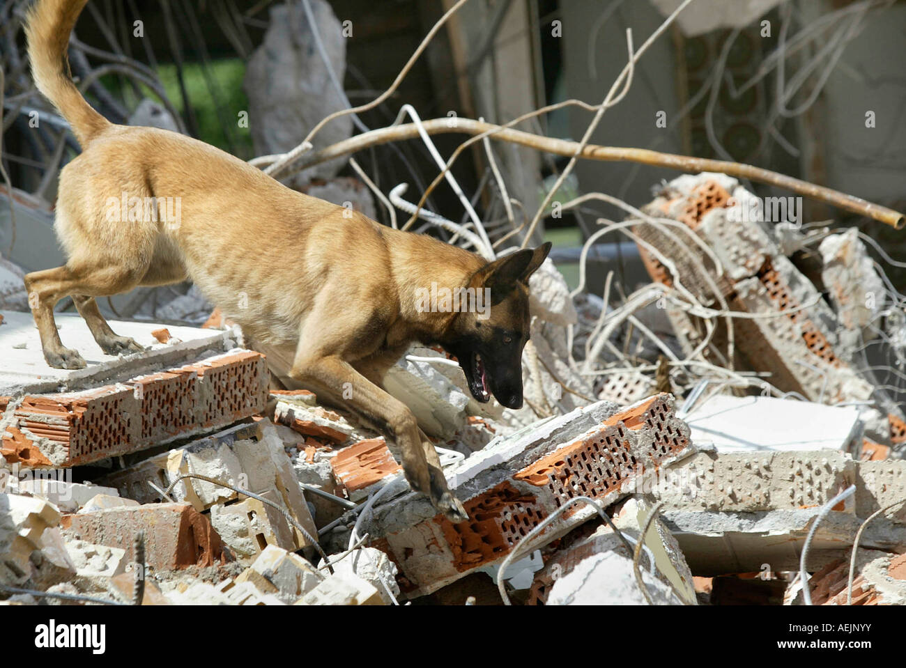 Cani da salvataggio a un addestramento realistico in rovina Foto Stock