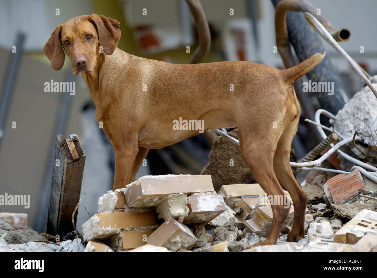 Cani da salvataggio a un addestramento realistico in rovina Foto Stock