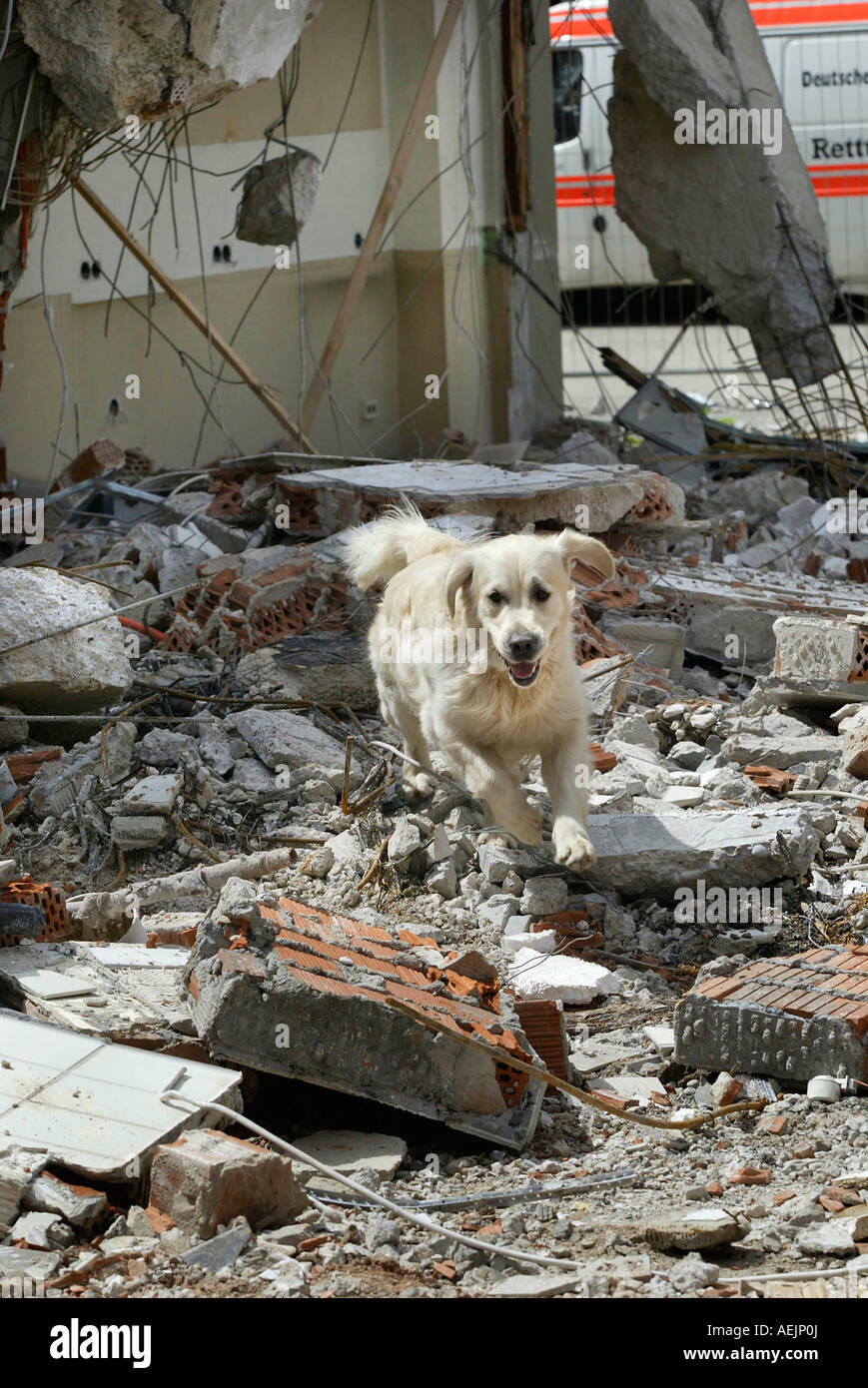 Cani da salvataggio a un addestramento realistico in rovina Foto Stock