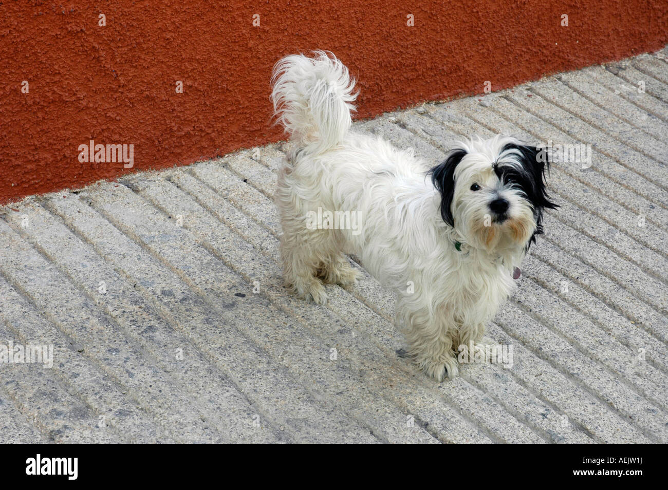 Bianco e nero cane, Callosa, Costa Blanca, Spagna Foto Stock