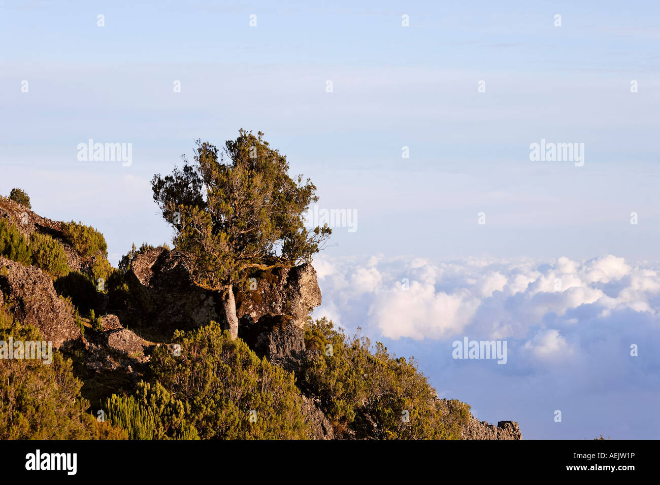 Albero di erica (Erica arborea), di cui La Bruyere legno è ottenuto a partire da Achada do Teixeira, Madeira, Portogallo Foto Stock