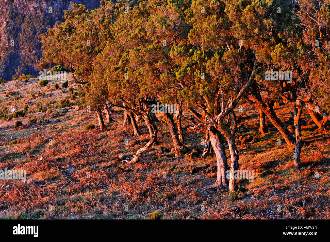 Albero di erica (Erica arborea), Achada do Teixeira, Madeira, Portogallo Foto Stock
