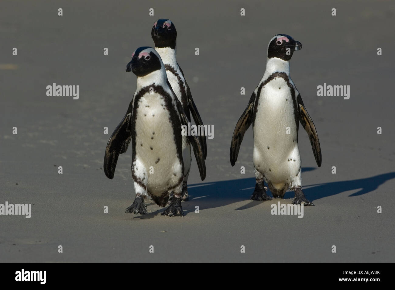 3 pinguini Jackass, audace, Sud Africa Foto Stock