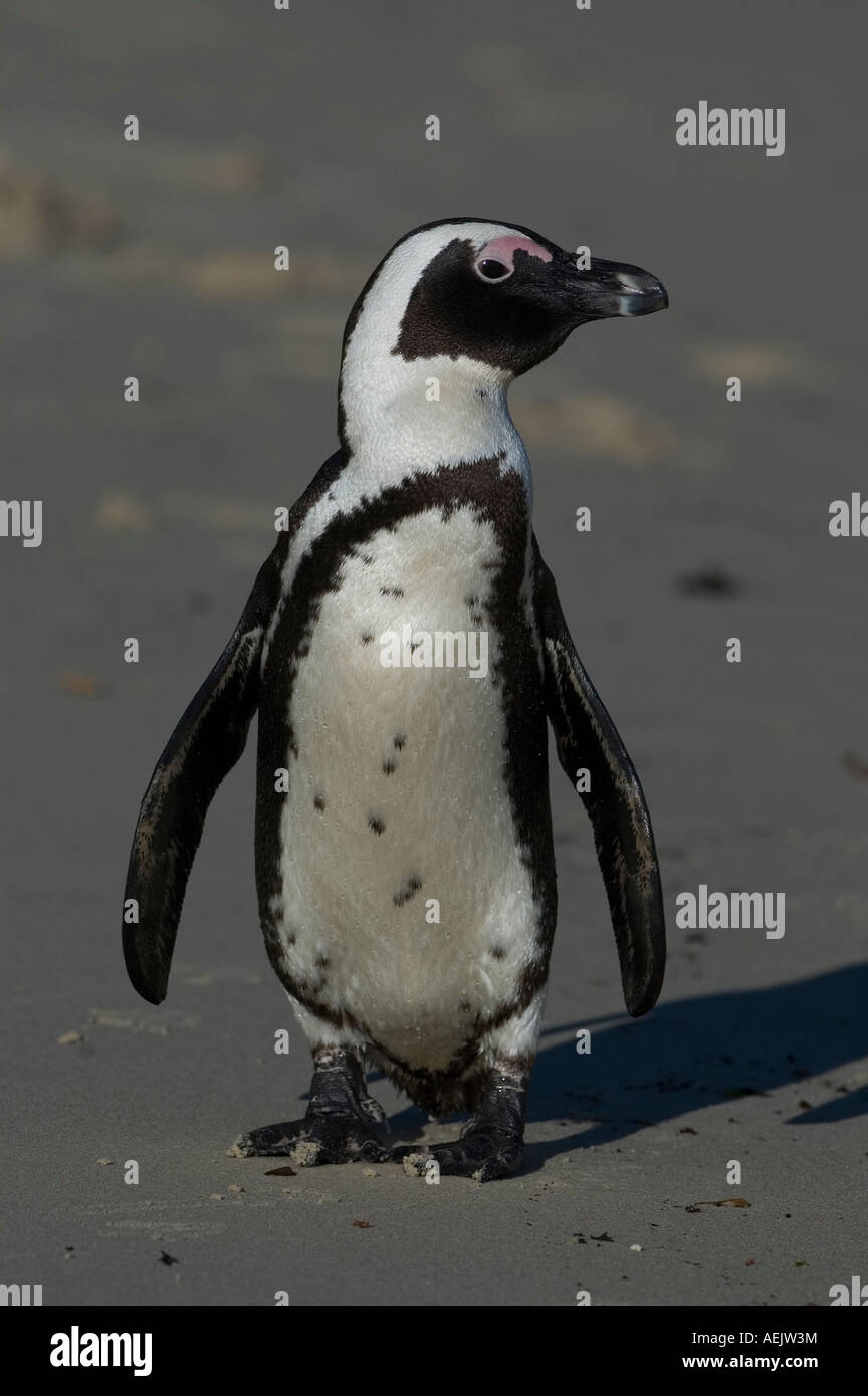 Jackass Penguin, audace, Sud Africa Foto Stock