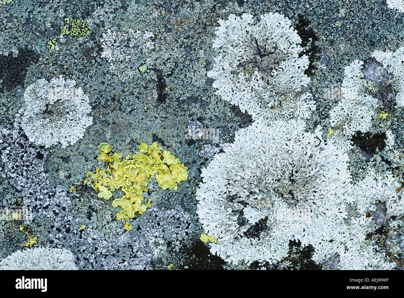 Licheni sulla roccia di granito, Norvegia Foto Stock