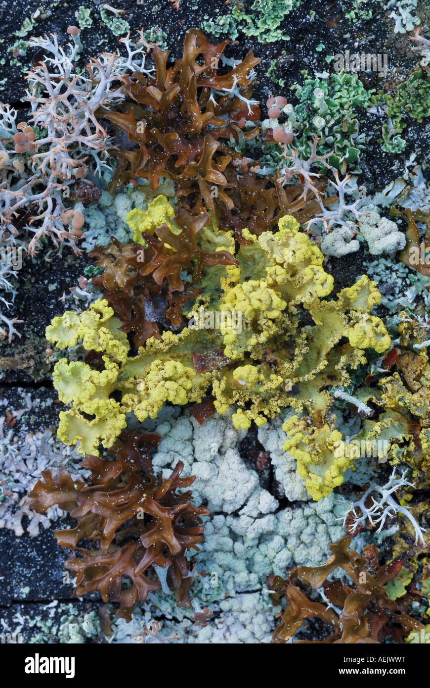 Vari licheni e alghe sulla roccia di granito, Norvegia Foto Stock