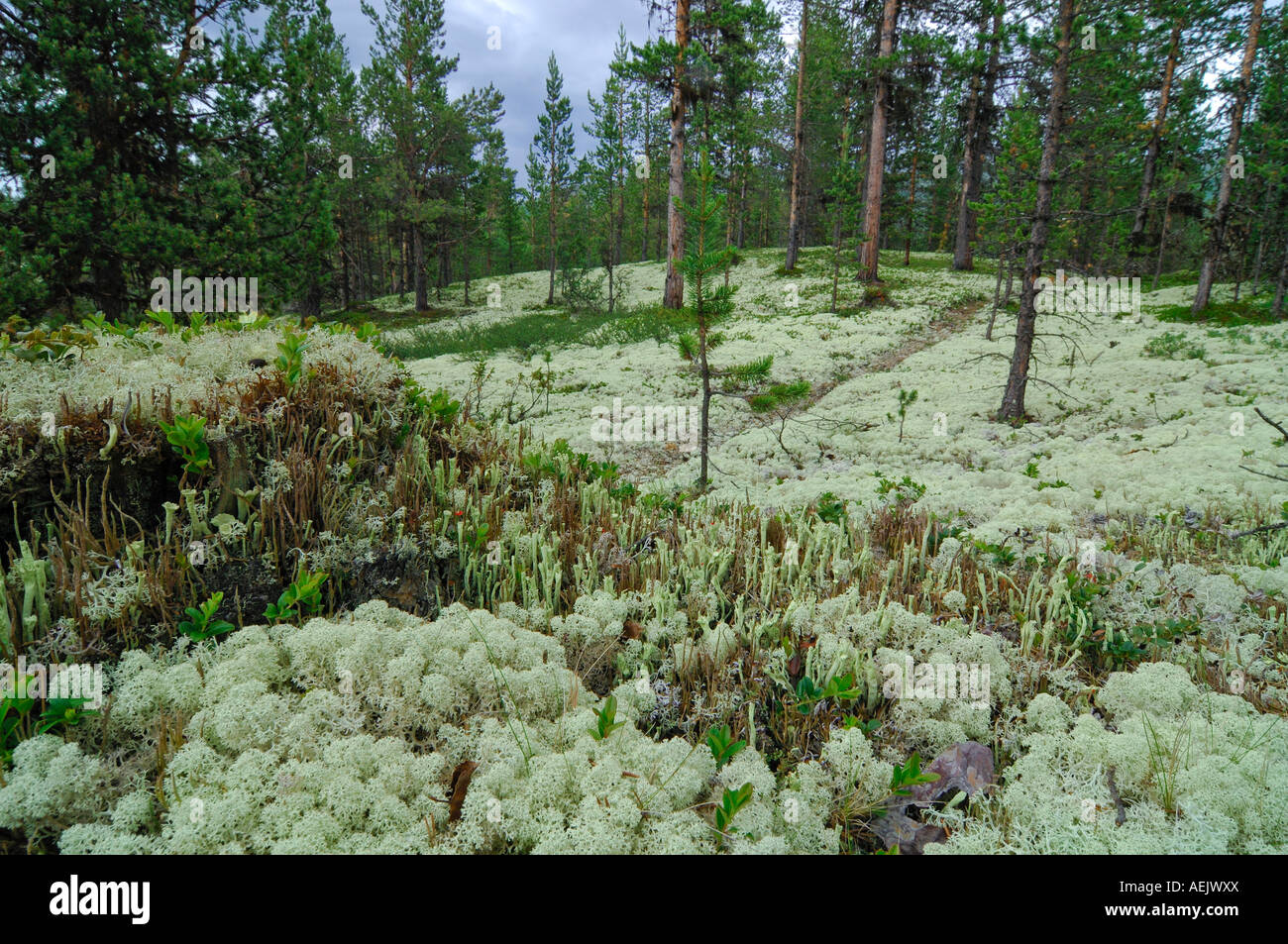 Licheni delle renne (Cladonia rangiferina), il Parco nazionale di Jotunheimen, Norvegia e Scandinavia Foto Stock