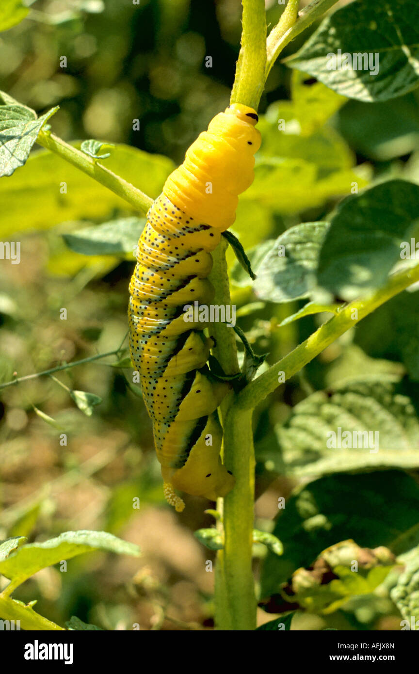 La morte del capo-Hawkmoth eruca(Acherontia atropo) Foto Stock