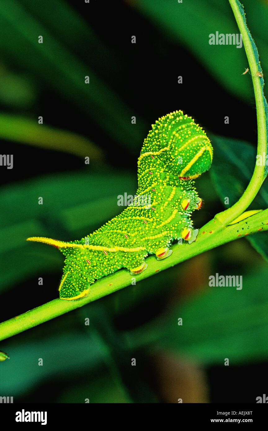 Il PIOPPO Hawk-moth eruca (Laothoe populi) Foto Stock