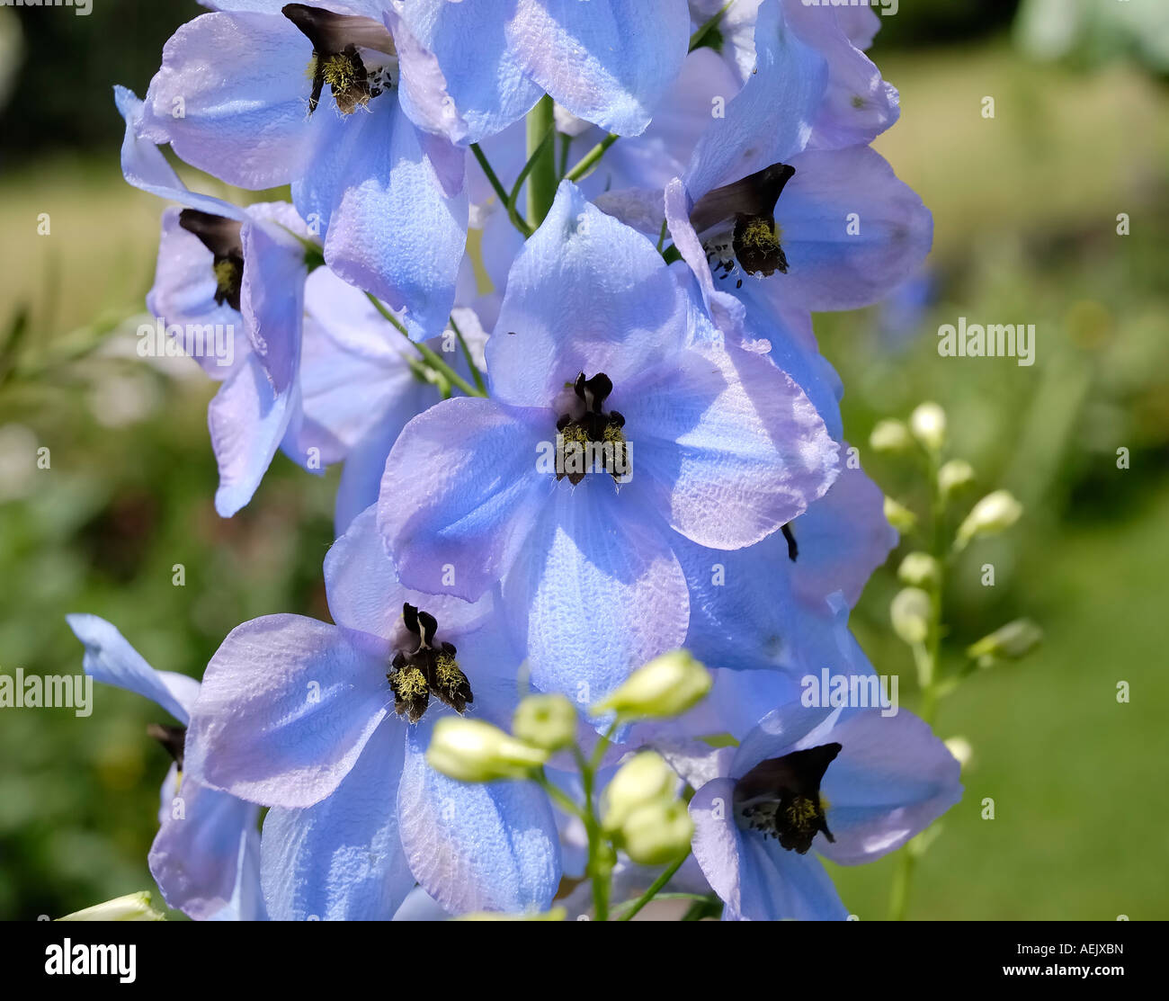 Risp con lighblue fiori di larkspurn, Delphinium elatum ibrido, Ranunculaceae Foto Stock
