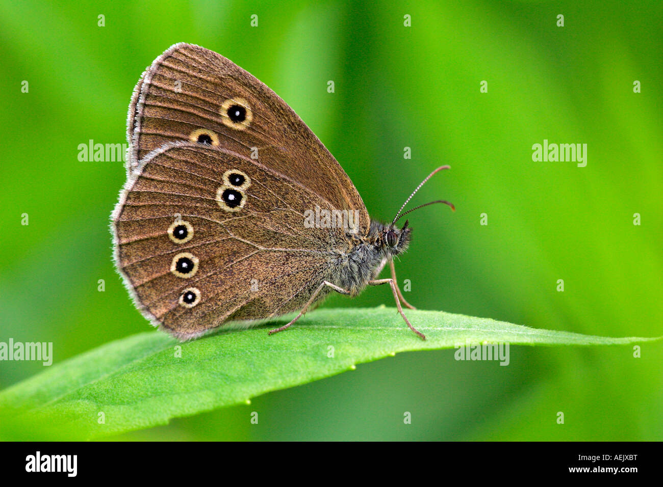 Ringlet seduto su una foglia - butterfly (Aphantopus hyperanthus) Foto Stock
