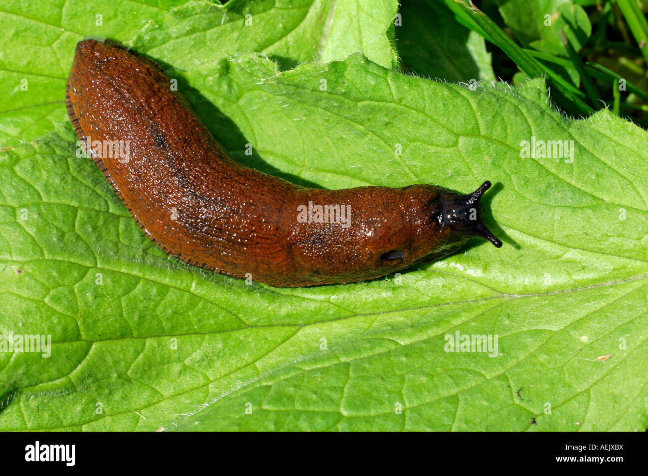 Spagnolo - Slug Slug lusitano (Arion lusitanicus) Foto Stock