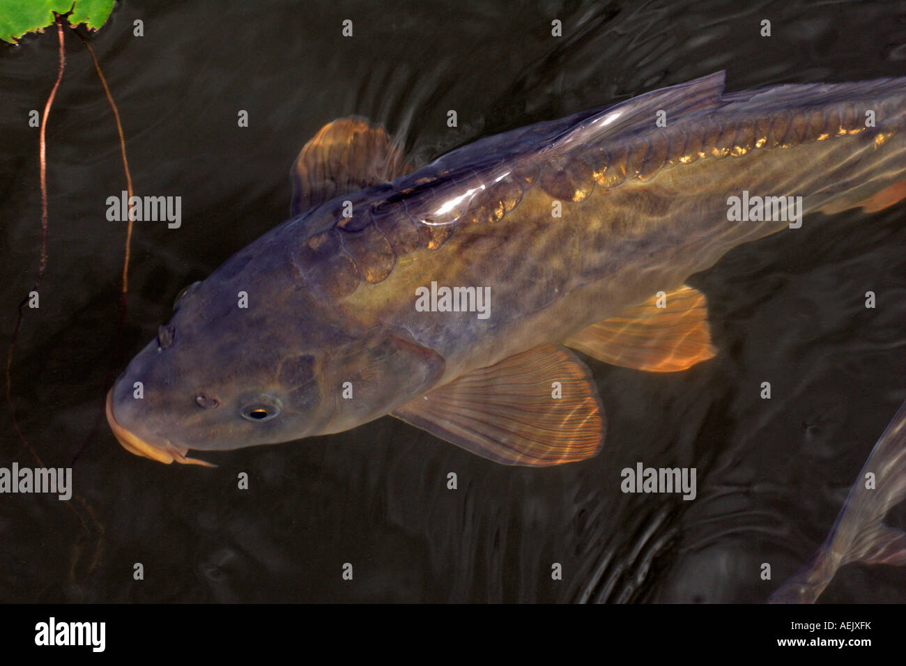 Carpa a nuotare in acqua - carpa comune - europeo carpa (Cyprinus carpio) Foto Stock