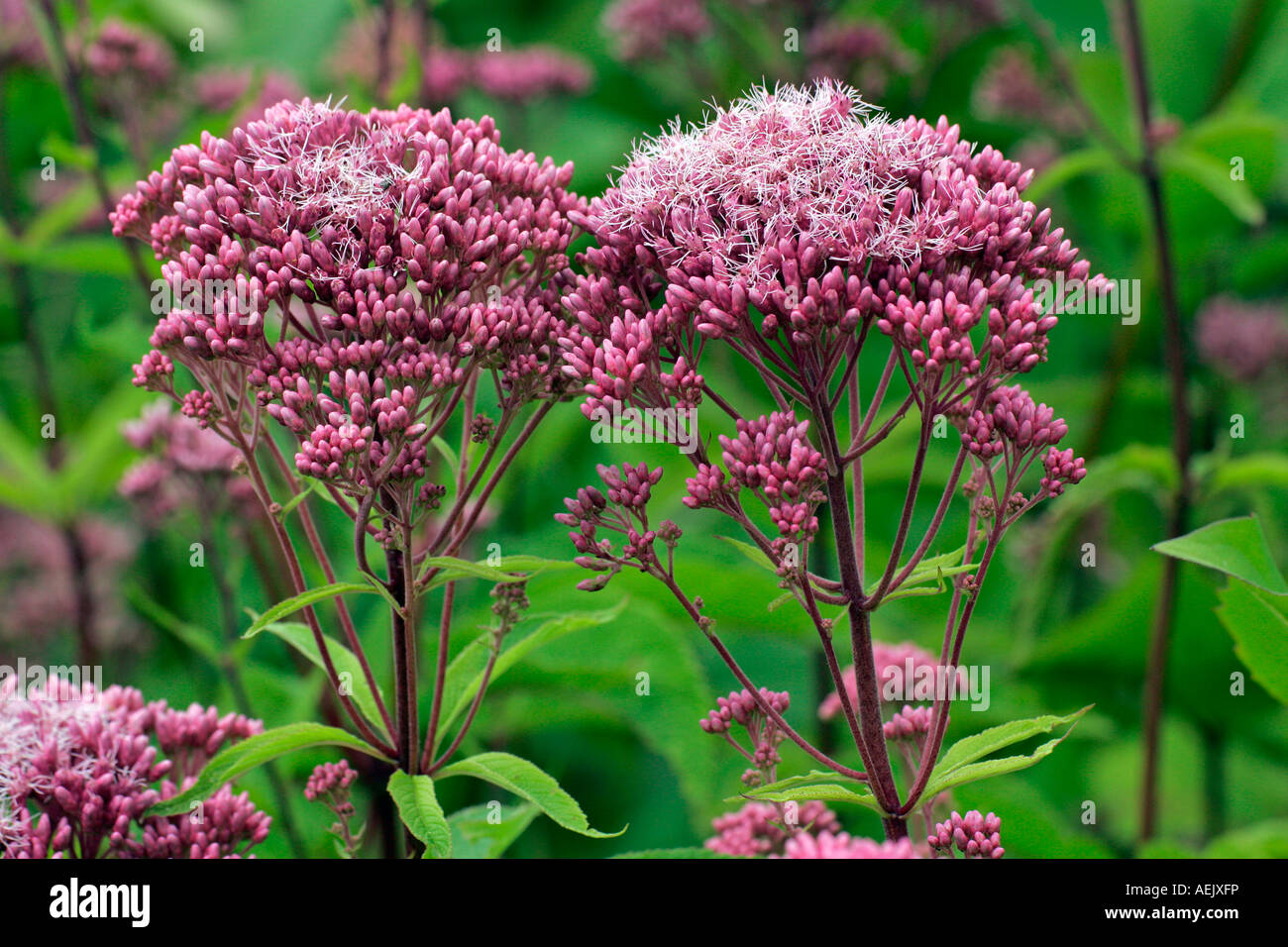 Fioritura joe pye weed (Eupatorium purpureum) Foto Stock