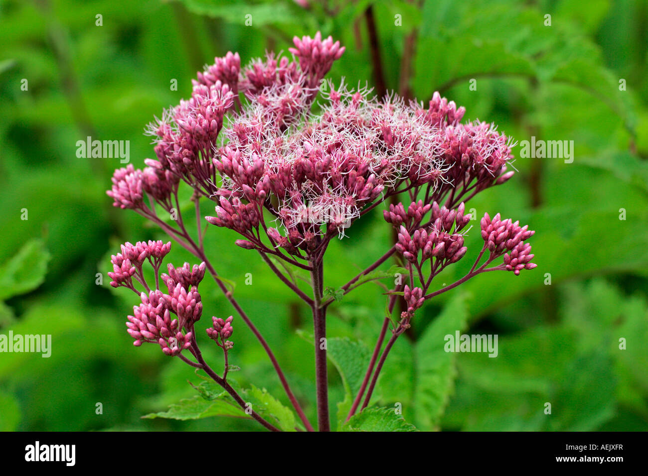 Fioritura joe pye weed (Eupatorium purpureum) Foto Stock